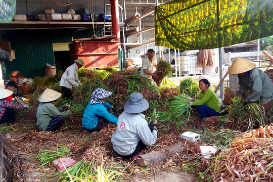 Covid-19 bùng phát ở Nghệ An, hương liệu xông đắt khách 