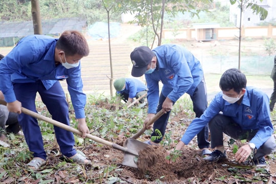 Hơn 10.000 cây lim xanh được Tỉnh đoàn Nghệ An phối hợp trồng tại Quế Phong