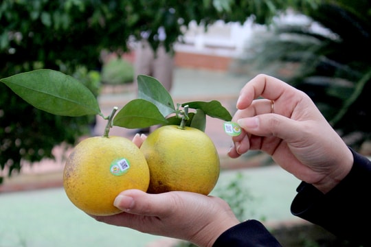 Ứng dụng công nghệ và chuyển đổi số trong sản xuất nông nghiệp