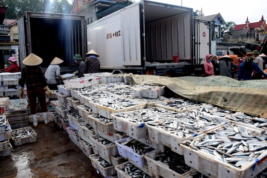 Tháng đầu năm 2022, ngư dân Nghệ An thu về 200 tỷ đồng 