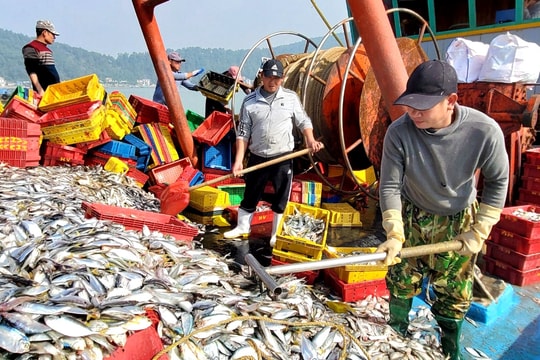 Xăng dầu tăng giá, ngư dân không dám ra khơi vì sợ lỗ 