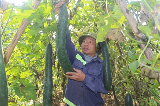 Bí xanh được mùa được giá, nông dân Anh Sơn phấn khởi