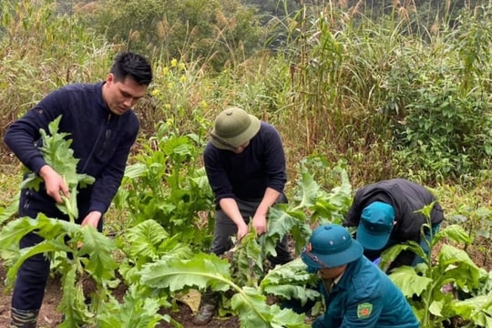 Phát hiện hàng ngàn cây thuốc phiện trong vườn cải và trong rừng sâu