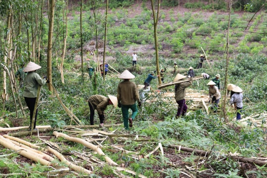 Một người phụ nữ bị thương nặng khi đi bóc vỏ keo