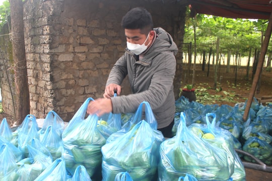 Nghệ An: Su su 'nhích' giá, nhà nông mong kéo lại vốn