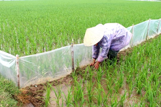 Nông dân Nghệ An bám đồng chống rét cho cây trồng 