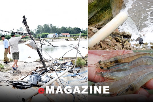 Phát triển bền vững nghề nuôi tôm: Bất cập hạ tầng và ô nhiễm tại các vùng nuôi tôm thâm canh