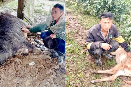 Nghệ An: Gần 500 con trâu bò bị chết rét