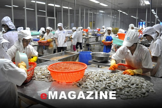 Phát triển bền vững nghề nuôi tôm - Bài 3: Quan tâm chất lượng con giống và đầu ra