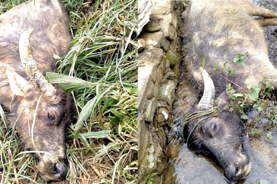 Nghệ An: Sẽ có chính sách hỗ trợ nông dân có gia súc chết do rét