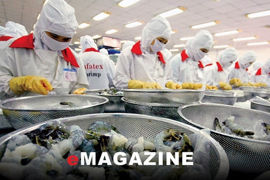 Phát triển bền vững nghề nuôi tôm: Bài cuối: Ba mũi để nâng tầm con tôm xứ Nghệ