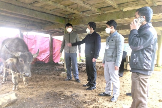 Nghệ An triển khai cấp bách biện pháp phòng chống đói, rét và dịch bệnh cho đàn vật nuôi