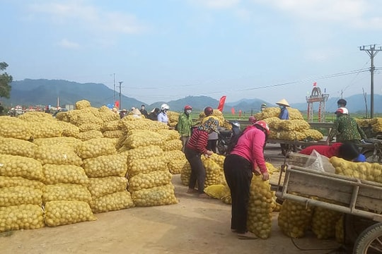 Nông dân Thanh Chương hối hả thu hoạch vụ khoai tây trắng đầu tiên