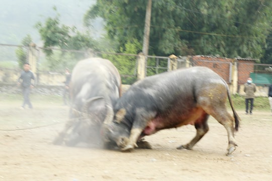 Cận cảnh cuộc đấu quyết liệt của cặp 'võ sĩ đen' sau 'cổng trời' Mường Lống ở Nghệ An