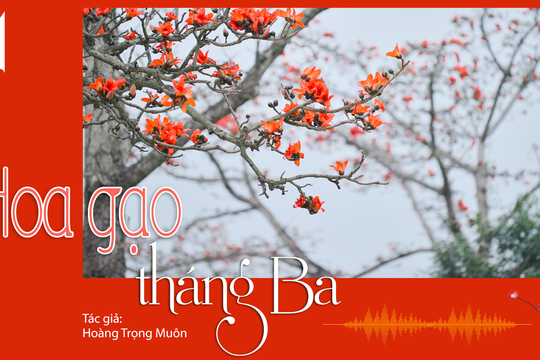 Tản văn hay: Xôn xao hoa gạo tháng Ba 