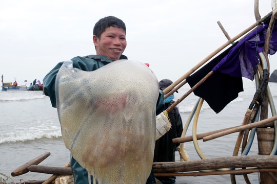 Ngư dân hối hả vào mùa đánh bắt sứa biển