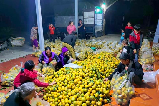 Quýt PQ Nghệ An tăng giá mạnh do dịch bệnh