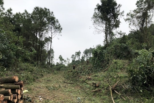 Làm rõ hành vi khai thác gỗ thông trái phép tại khu vực rừng phòng hộ ở Hưng Nguyên