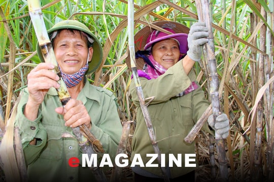 Để cây mía 'ngọt' hơn với nhà nông - Bài 1: Cây thoát nghèo, làm giàu
