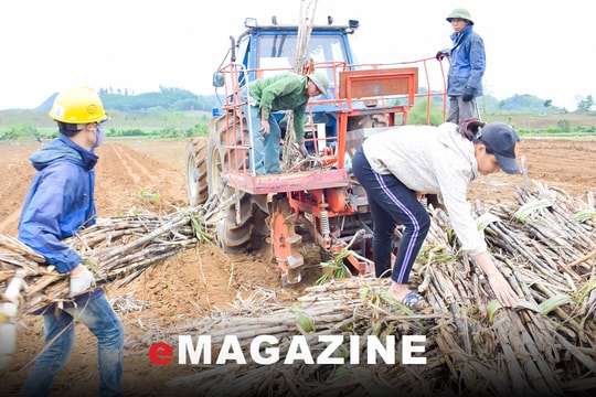 Để cây mía 'ngọt' hơn với nhà nông - Bài 2: Giá mua tăng, diện tích mía vẫn giảm
