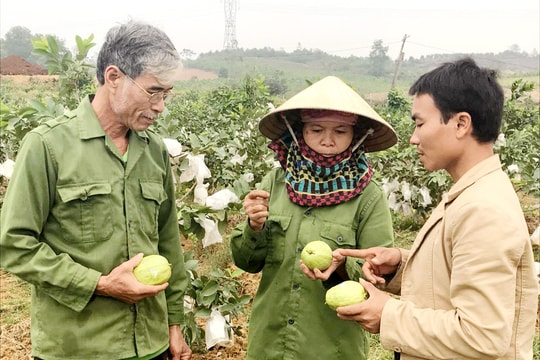 Nông dân Nghĩa Đàn xây dựng thương hiệu ổi sạch