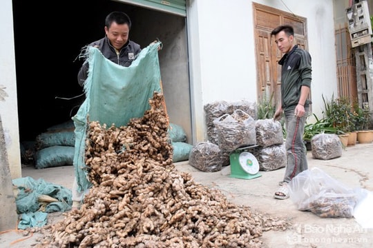 Nghệ An kêu gọi giải cứu hàng ngàn tấn gừng Kỳ Sơn