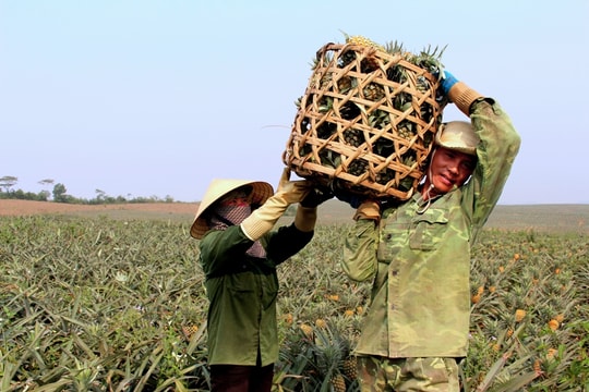 Nông dân ở 'vựa' dứa Nghệ An đối diện thua lỗ vì cung vượt cầu, rớt giá