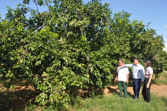 Phát huy hiệu quả vốn vay chính sách ở huyện Quỳ Hợp