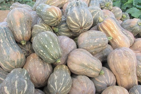 Bù đỏ hình hồ lô sống khỏe trên đất bãi ở Anh Sơn  ​