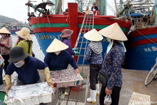 Giá dầu tăng cao, ngư dân Nghệ An thua lỗ sau chuyến biển