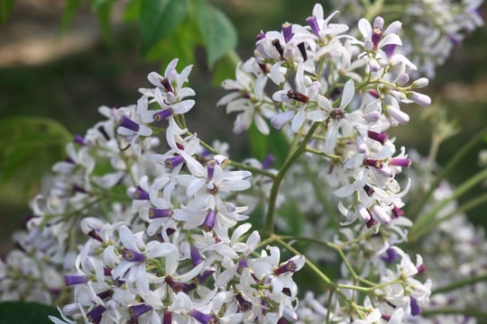 Đẹp nao lòng mùa hoa xoan xứ Nghệ