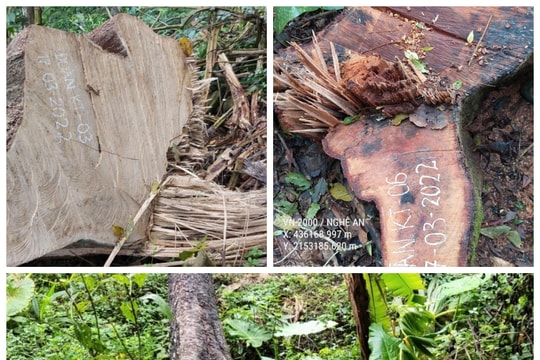 Người đàn ông bị xử phạt hơn 17 triệu đồng vì chặt 3 cây rừng khu vực biên giới 