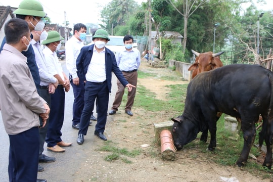 Nuôi bò BBB - hướng làm ăn mới hiệu quả của nông dân Nghệ An