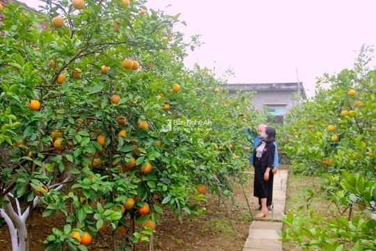 Ai là người đưa hạt giống cam đặc sản từ trời Tây về mảnh đất Xã Đoài?