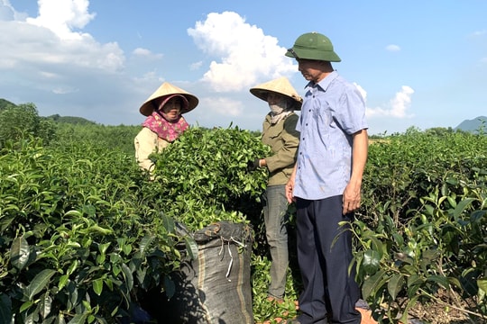 Giá chè búp bật tăng, nông dân phấn khởi bám đồi
