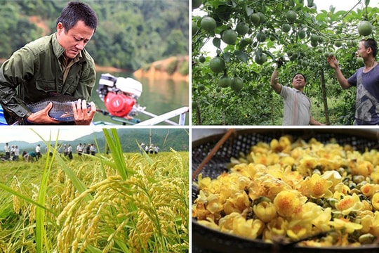 Thương hiệu cho đặc sản Quế Phong