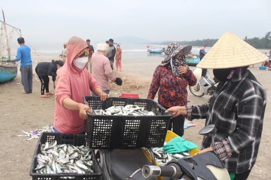 Cá trích vào mùa, ngư dân Quỳnh Lưu trúng bạc triệu mỗi ngày