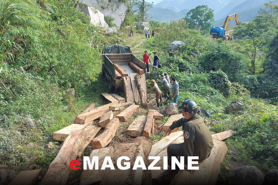 Những bất thường xung quanh vụ phá rừng ở vùng biên