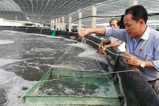 Huyện Diễn Châu thả nuôi 140 ha tôm vụ 1