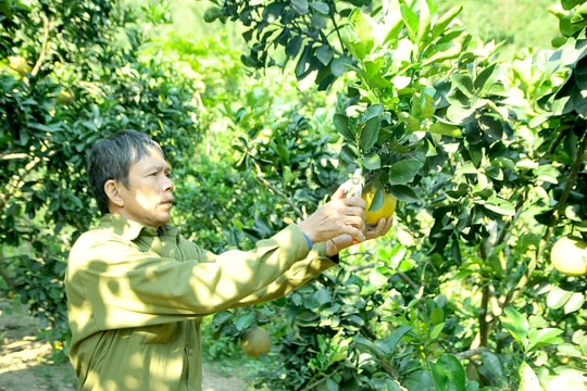 Đưa bưởi Diễn và cam Vinh lên vùng biên
