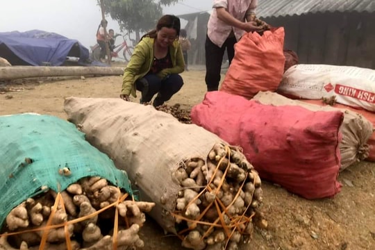 Kỳ Sơn vẫn còn 4.500 tấn gừng chưa tiêu thụ được