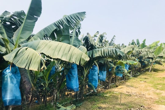 Sở Nông nghiệp và PTNT kiểm tra mô hình trồng chuối vàng Nam Mỹ tại Tân Kỳ