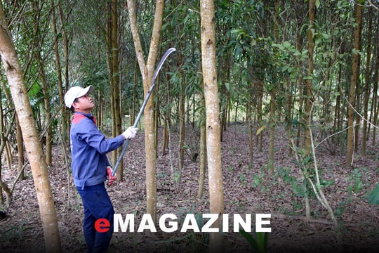 Bàn giao đất nông, lâm trường cho các địa phương - Bài 1: Nhiều bất cập