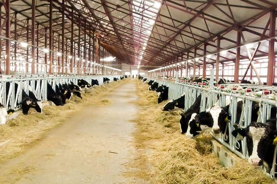 Cuộc sống như mơ của những 'cô bò hạnh phúc'