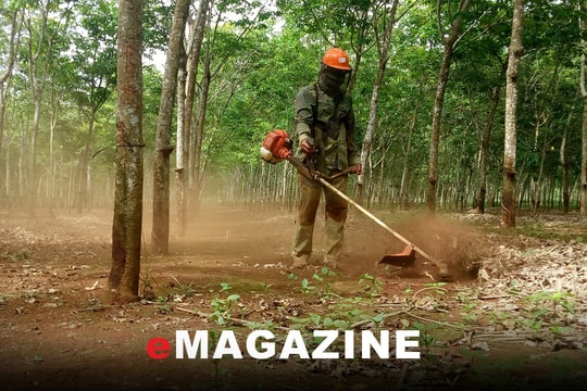 Bàn giao đất nông, lâm trường cho các địa phương: Bài cuối: Đẩy nhanh tiến độ