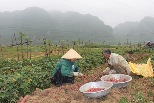  Nông dân Anh Sơn thu hoạch khoai lang đỏ trên đất ruộng 