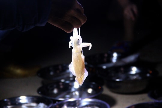 Khám phá chợ mực nháy tại phố biển Cửa Lò