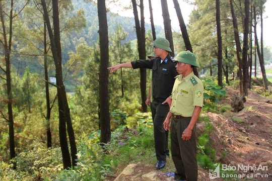 Phát triển ngành lâm nghiệp theo hướng bền vững, bảo vệ rừng từ gốc