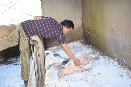 Bệnh dịch tả lợn châu Phi tái phát trên địa bàn Nghệ An