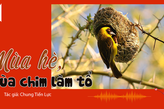 Đọc truyện đêm khuya: Tản văn trong trẻo về mùa hè 